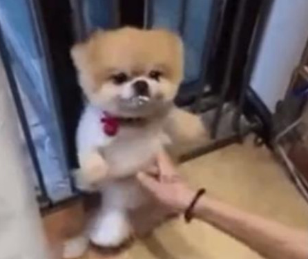狗狗犯错误后被主人体罚，之后还被挠痒痒戏弄，简直憋屈无比！