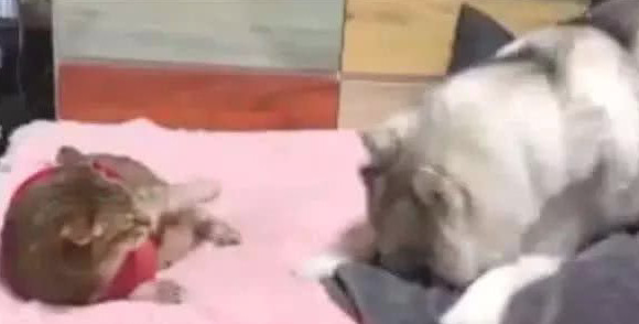 怂怂的二哈被小猫咪不经意踢到,竟把脸埋在褥子里痛哭 怂怂的二哈被小猫咪不经意踢到,竟把脸埋在褥子里痛哭