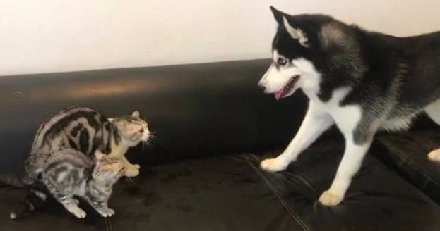 二哈想与小奶猫玩乐,不愿却遭猫妈暴打,二哈:就玩一会嘛 二哈想与小奶猫玩乐,不愿却遭猫妈暴打,二哈:就玩一会嘛