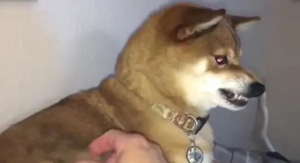 主人着手狗狗的毛，一撮然后一撮，秋田犬气急败坏！