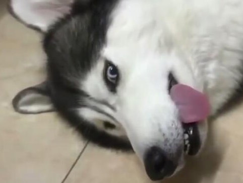 小狗入睡听不到召唤，主人喊傻狗，这狗立即翻眼呆咯！