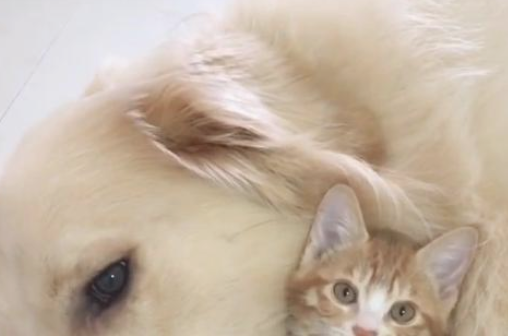 猫咪爱跟金毛粘在一起，主人当众讯问，金毛目光遭质疑