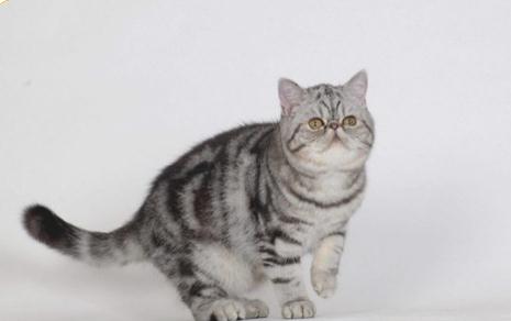 猫咪吸耳垂会有哪些危害吗