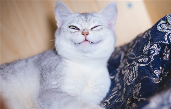 猫怀孕64天了还没有生产迹象.jpg