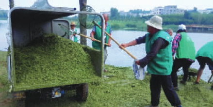 西流湖覆满浮萍 小狗错认为草地跳湖变落水狗