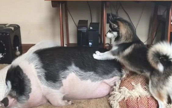 二哈趁花猪睡觉趾高气扬,爬到的身上炫耀影响力,一个姿势让人搞笑 二哈趁花猪睡觉趾高气扬,爬到的身上炫耀影响力,一个姿势让人搞笑