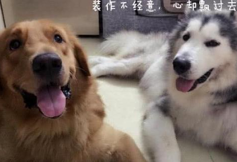 金毛媳妇儿被送出，气疯超级变身动迁大队长！网友哭道：家中无法住了