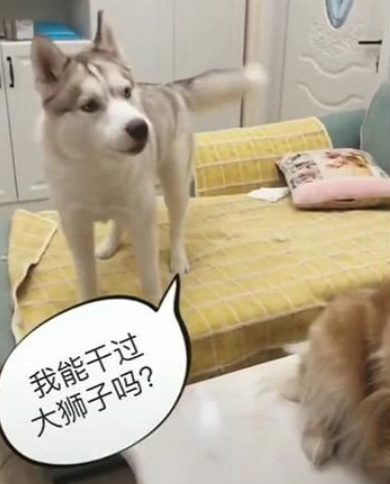 金毛食材常常被二哈抢,自打主人买来个游戏道具,二哈每日只敢犹豫 金毛食材常常被二哈抢,自打主人买来个游戏道具,二哈每日只敢犹豫