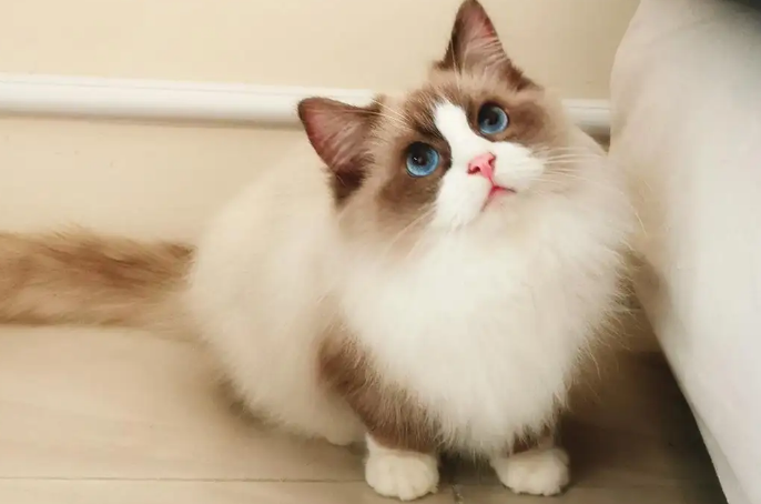 布偶猫会不会热?夏天需要剪毛吗? 布偶猫会不会热?夏天需要剪毛吗?