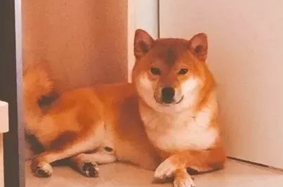 柴犬占据小太阳烤脸，闭上眼禅坐样子超沉醉：好怕它烤出黑柴