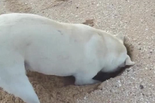 狗狗海滩上边拼了命挖地洞,主人家好奇心靠近收看 狗狗海滩上边拼了命挖地洞,主人家好奇心靠近收看