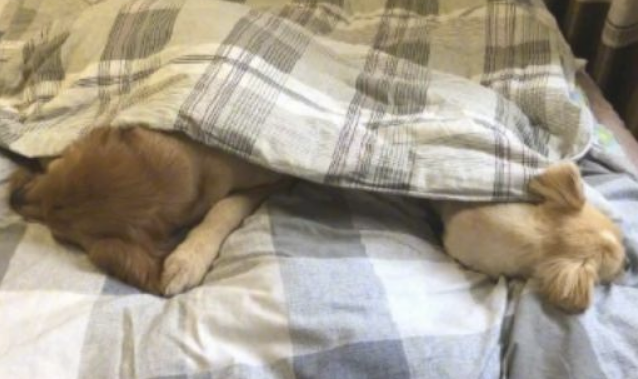 二只狗狗在床上入睡,正中间还刻意留了部位,在给主人暖被窝吗? 二只狗狗在床上入睡,正中间还刻意留了部位,在给主人暖被窝吗?