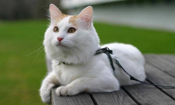【养宠小知识】派得猫粮怎么样,猫咪能吃吗 【养宠小知识】派得猫粮怎么样,猫咪能吃吗