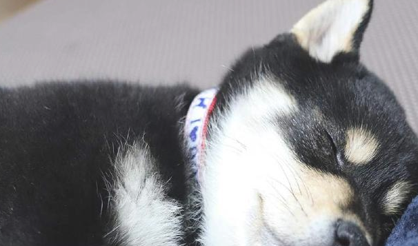 柴犬很有可能全是吃讨人喜欢成长的，自小就会有一张痊愈力100分的圆脸