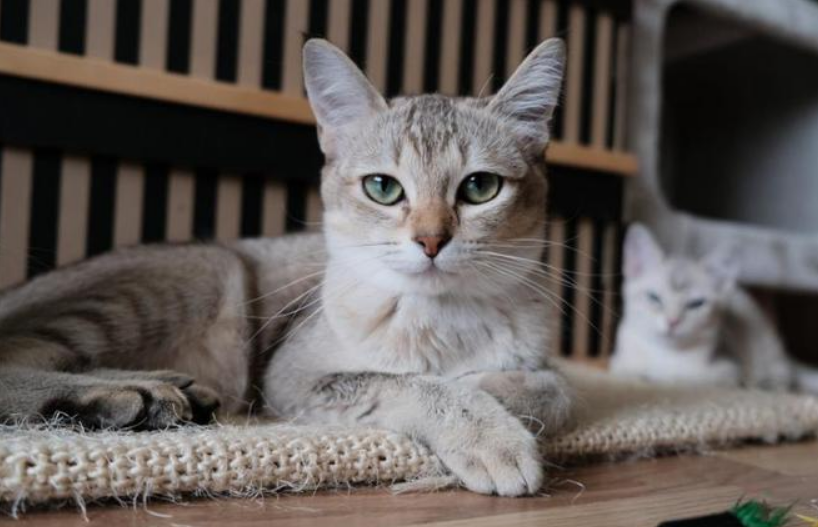 猫死亡引发猫粮质量信任危机 波奇宠物起诉网民索赔百万 猫死亡引发猫粮质量信任危机 波奇宠物起诉网民索赔百万
