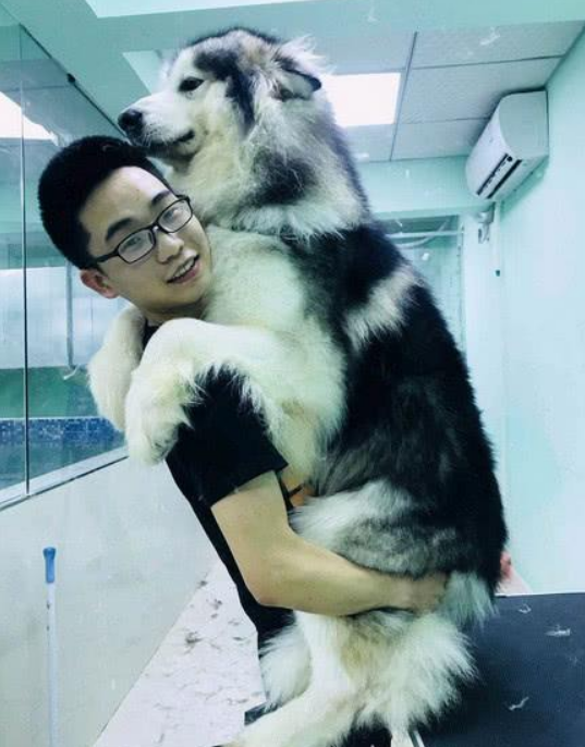 主人带阿拉斯加犬去注射,狗狗吓的躲到主人怀中,阿拉:小宝宝担心 主人带阿拉斯加犬去注射,狗狗吓的躲到主人怀中,阿拉:小宝宝担心