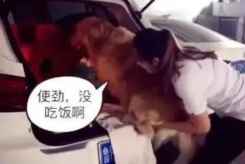 狗狗非让女主角抱才肯上车，主人急得一巴掌拍它臀部！