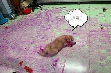 狗主人家下班了回到家，瞬间觉得血压升高：家里养狗子想立刻送出去！