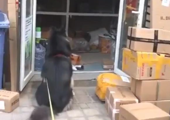 阿拉斯加犬赖上快递小哥,日夜兼程等投喂,铲屎官:究竟到底是谁主人家? 阿拉斯加犬赖上快递小哥,日夜兼程等投喂,铲屎官:究竟到底是谁主人家?