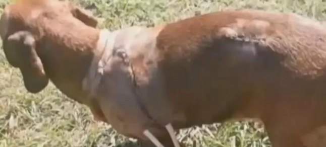 腊肠犬义无反顾与黑熊搏杀，主人因而得救，小狗却身负受伤
