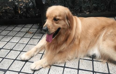 聪明金毛却也忽然咬坏主人家身份证件，耽搁主人家行程安排却救了他一命！