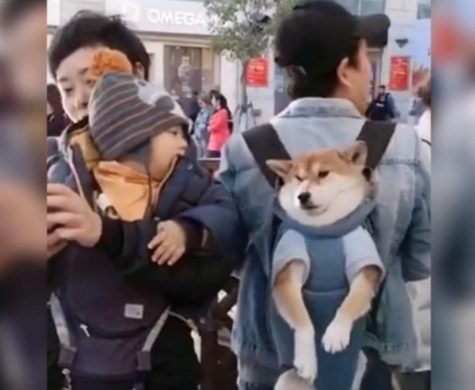 小柴犬和宝宝道上巧遇,宝宝好奇心揪了揪狗脸,狗狗憋屈:它扒拉我