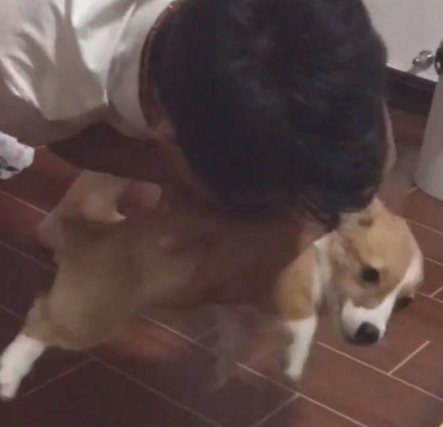 柯基缠着主人玩,主人一个行为吓得它惊慌失措,网友:以眼还眼? 柯基缠着主人玩,主人一个行为吓得它惊慌失措,网友:以眼还眼?