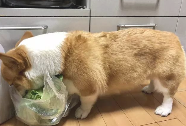 柯基深夜进餐厅厨房偷食,被主人捉到后外露的小表情会亮,网民:让它吃 柯基深夜进餐厅厨房偷食,被主人捉到后外露的小表情会亮,网民:让它吃
