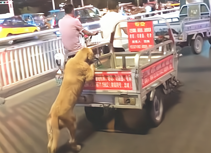 金毛狗狗爪子扒在三轮车上,搞不懂它在干啥,靠近后却坦言艳羡了 金毛狗狗爪子扒在三轮车上,搞不懂它在干啥,靠近后却坦言艳羡了