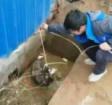 哈士奇掉茅坑,主人将它救出去,当它甩身体的那一刻,主人崩溃了 哈士奇掉茅坑,主人将它救出去,当它甩身体的那一刻,主人崩溃了