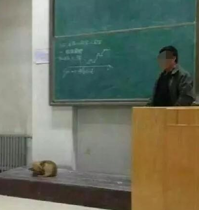 看一下狗狗在课堂教学懒惰入睡，教授中间往前就一脚