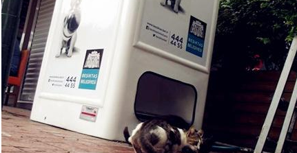 提供食物给流浪猫 | 自动贩卖机，用回收瓶子为流浪猫狗提供食物！