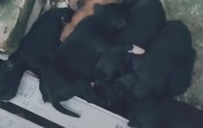 一窝狗狗5黑1黄,狗妈妈承认:生到最终一只,沒有黑墨水了