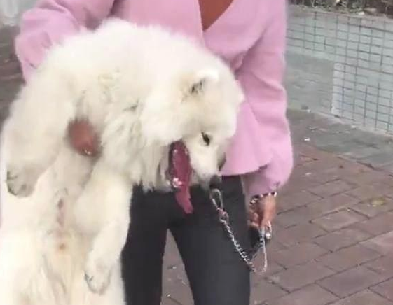 狗子不愿意回家，女生铲屎官一只手抱住带回家，网民：臂力令人震惊