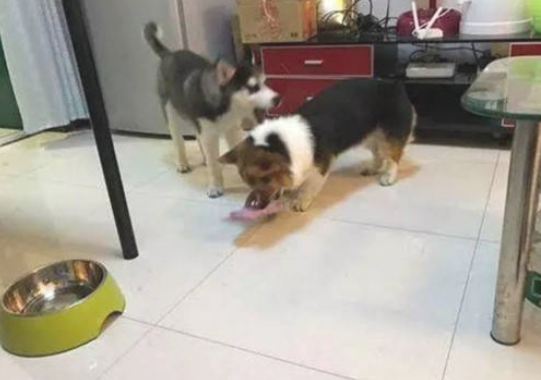 柯基咬烂东西推卸责任给二哈,之后二哈被主人教训 柯基咬烂东西推卸责任给二哈,之后二哈被主人教训