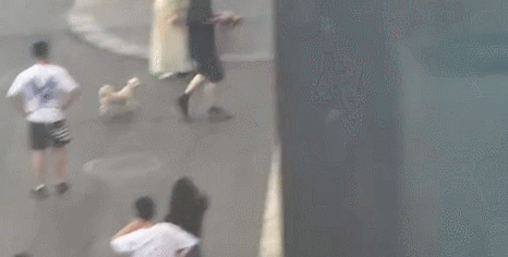 见到同伴被撞伤，狗狗立马冲进车流量…结果棒极了！