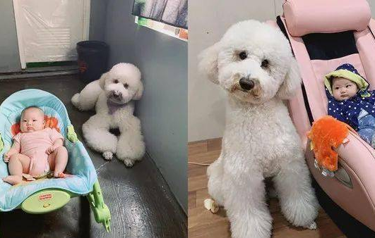 拥有新主人家后，狗子尤其高兴，可2年后...
