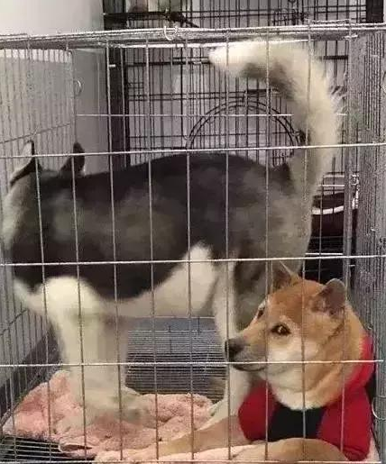 二哈和柴犬受困同一铁笼里！小柴：为何将我跟这一二货关一起？