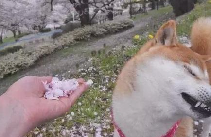 网友让柴犬闻花瓣香不香，柴犬立即回绝，不闻就不闻