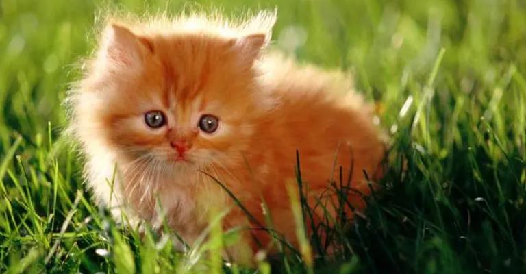 猫咪舔到驱虫药了该怎么去解决 猫咪舔到驱虫药了该怎么去解决