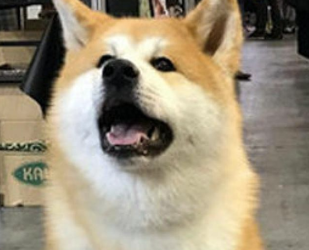 6个月大的秋田犬,看上去好像二只柴犬的母亲,身型差别也太大 6个月大的秋田犬,看上去好像二只柴犬的母亲,身型差别也太大