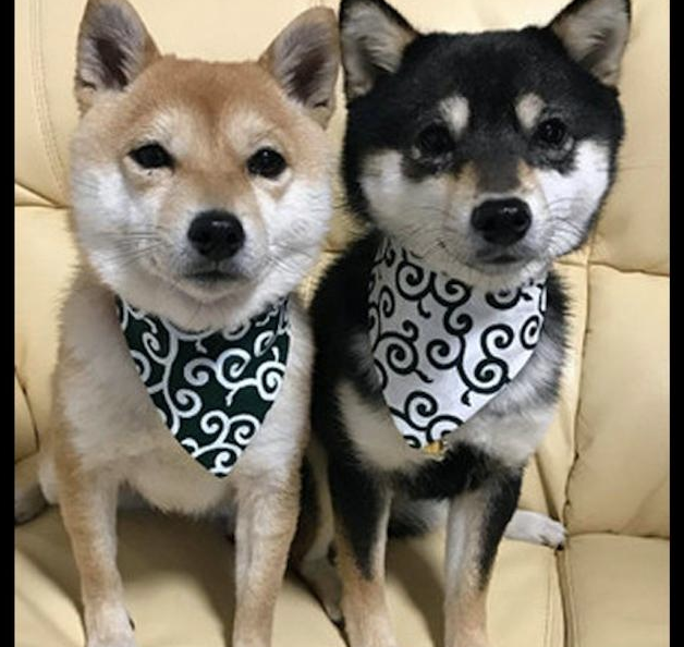 6个月大的秋田犬,看上去好像二只柴犬的母亲,身型差别也太大 6个月大的秋田犬,看上去好像二只柴犬的母亲,身型差别也太大