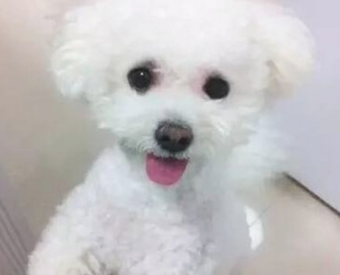 女子公出将狗狗交到母亲养，两月后回家了，狗狗竟胖得认不出来了