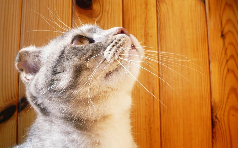 猫咪一直咕噜咕噜不停为什么