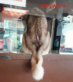 二哈跳上取餐口,拆還是不拆看着你主要表现了,周围小狗子非常淡定从容 二哈跳上取餐口,拆還是不拆看着你主要表现了,周围小狗子非常淡定从容