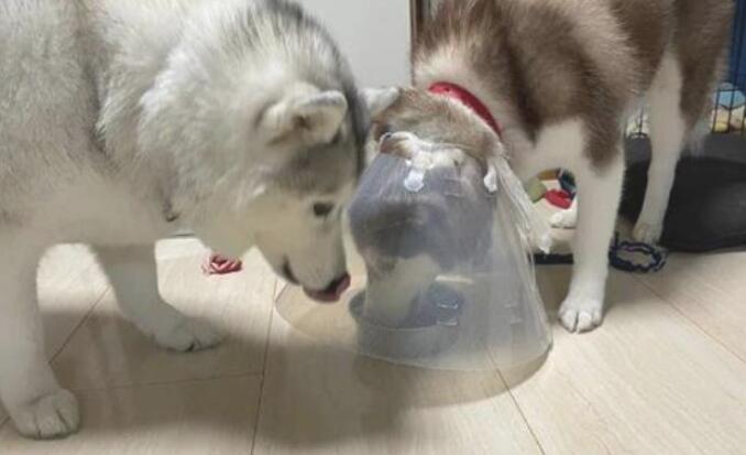 二哈带上伊丽莎白圈用餐，另一只小狗懵了
