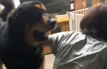 藏獒妒忌很吓人，拼命想往主人怀里钻，差点把主人给撞倒了