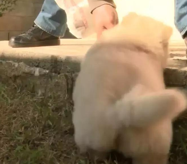 松狮奶狗被阶梯缠住，短腿日常生活一直填满艰难困苦，柯基终于有伴了