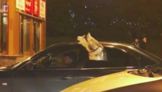 主人驾车带哈士奇兜兜风,二哈忽然伸出窗前哀嚎,主人猛然愣住了 主人驾车带哈士奇兜兜风,二哈忽然伸出窗前哀嚎,主人猛然愣住了