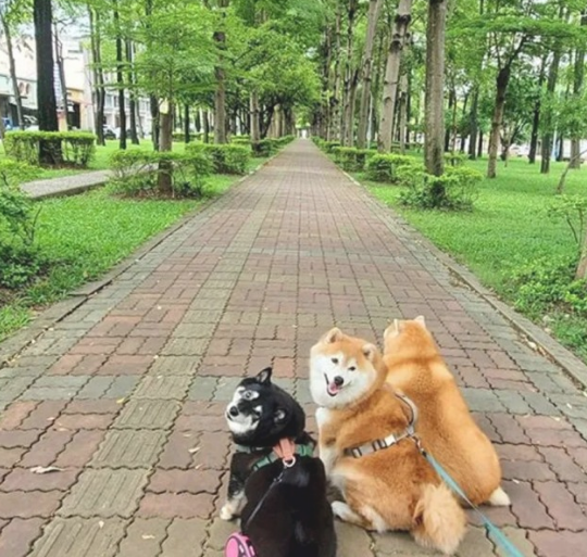 女子带柴犬外出散散步，却总被别人误以为是海象：这身型用心的吗？